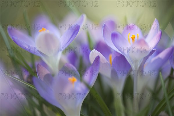 Woodland crocuses (Crocus tommasinianus)