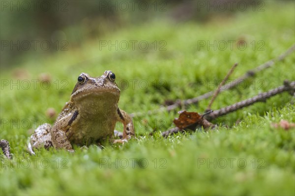 Common frog (Rana temporaria)