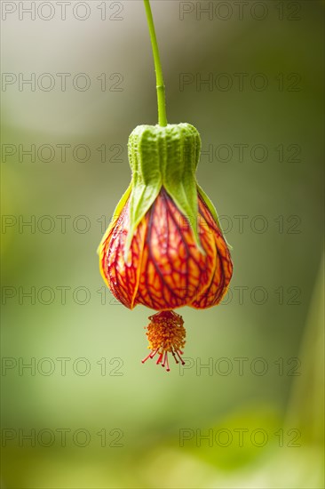 Redvein Abutilon (Abutilon pictum)