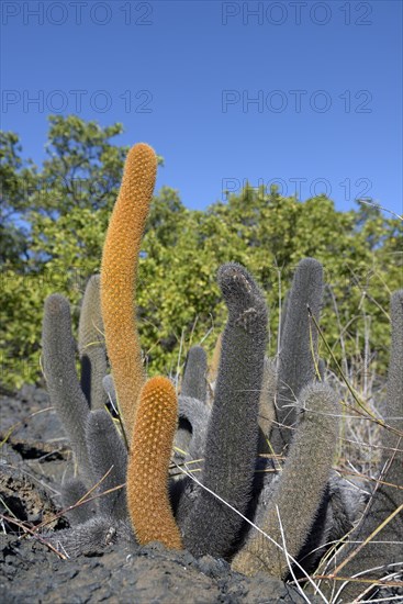 Lava-Cactus (Brachycereus nesioticus)