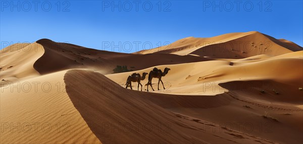 Camels amongst the Sahara sand dunes of Erg Chebbi