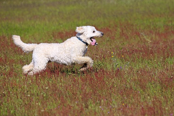 Labradoodle