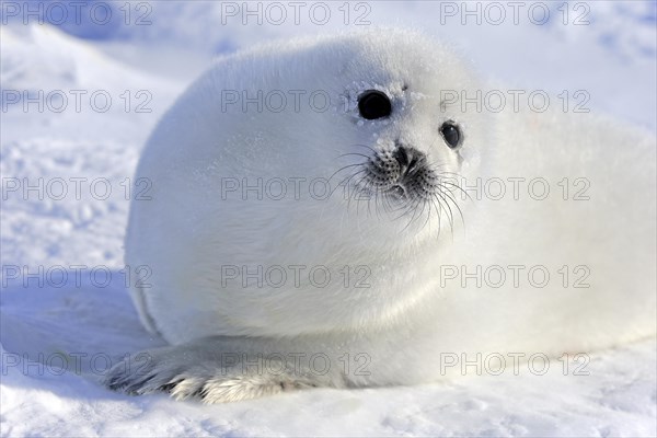 Harp Seal or Saddleback Seal (Pagophilus groenlandicus