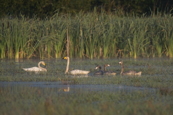 Whooper Swan (Cygnus cygnus)