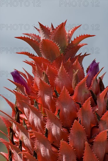 Pineapple flower (Ananas comosus)