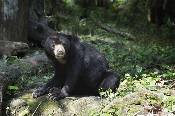 Sun Bear (Helarctos malayanus)