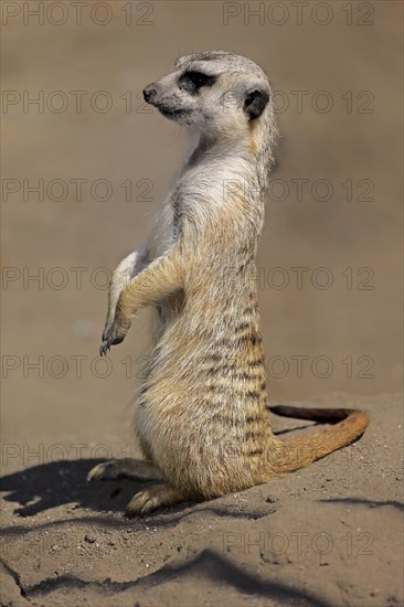 Meerkat (Suricata suricatta)