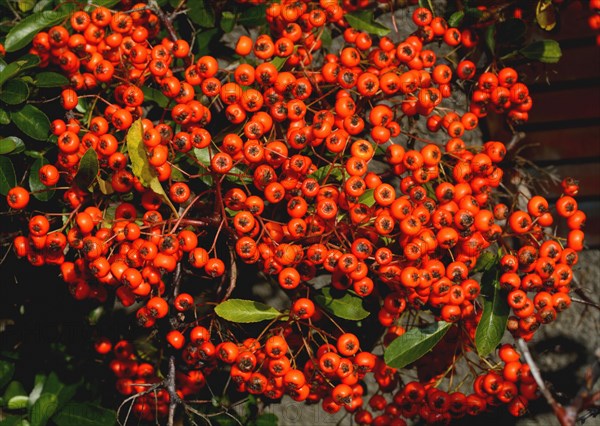 Firethorn (Pyracantha sp.)