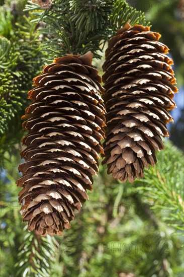 Spruce cones (Picea abies 'Virgata')