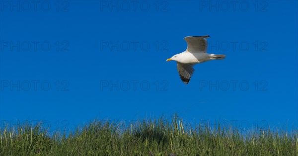 Herring Gull (Larus argentatus) in flight over a dune
