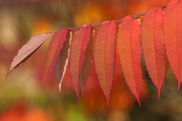 Staghorn Sumac (Rhus typhina)