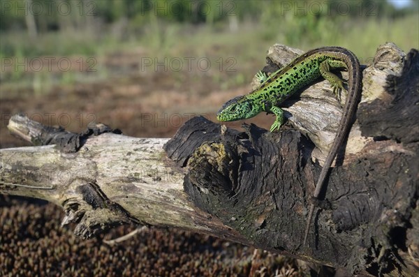 Sand lizard (Lacerta agilis)