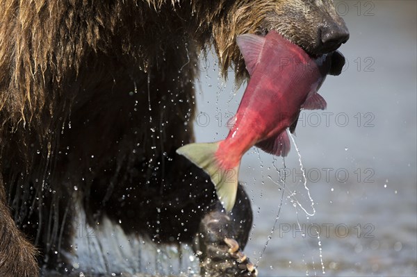 Brown bear (Ursus arctos)