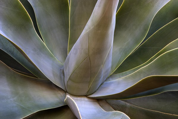 Agave (Agave attenuata)