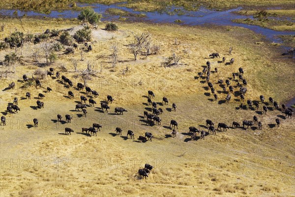 Cape Buffaloes (Syncerus caffer caffer)