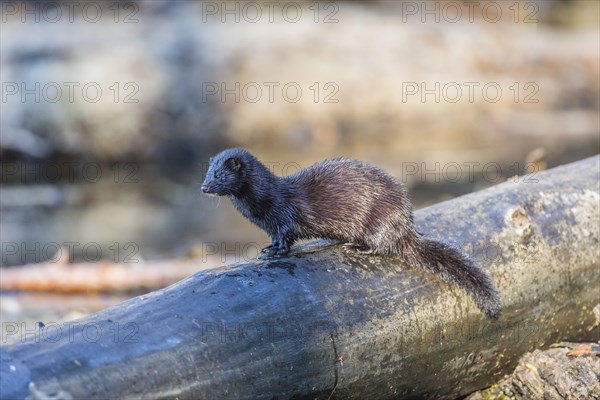 American mink (Neovison vison)