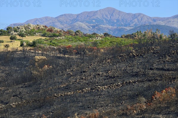 Charred trees after a wildfire