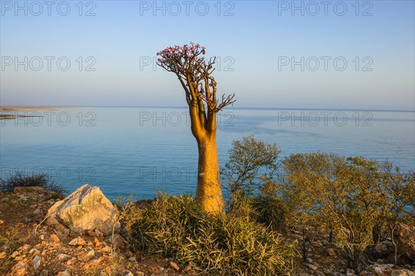 Bottle Tree (Adenium obesum) in bloom