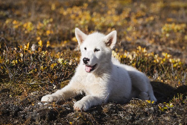 Greenland Dog or Greenland Husky