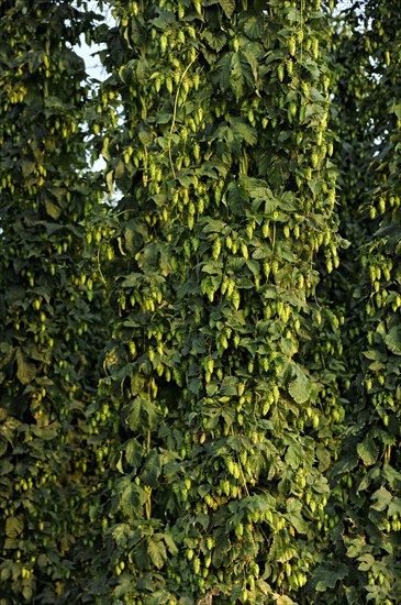 Hop plants (Humulus lupulus)