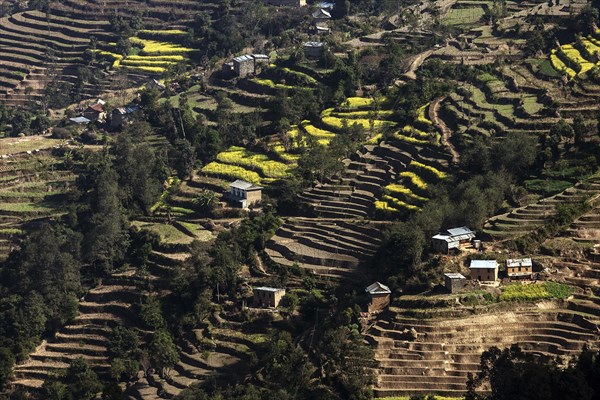 Terrace cultivation