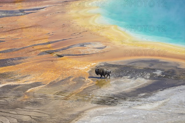 Bison crossing the sinter crust of Grand Prismatic Spring