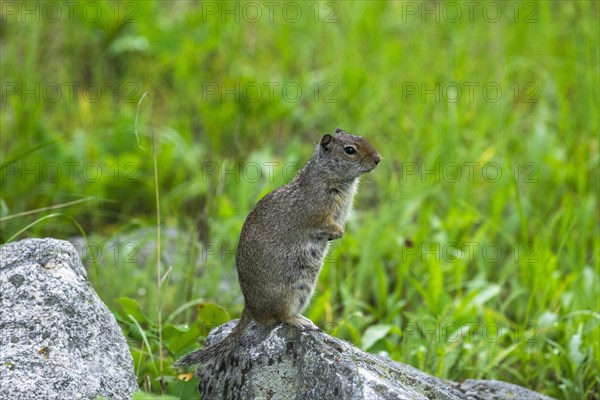 Uinta Ground Squirrel (Spermophilus armatus)