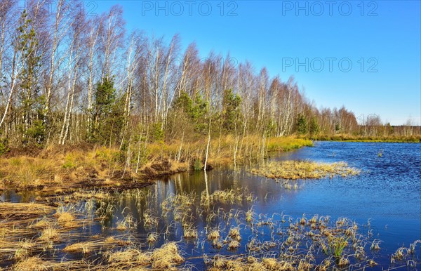 Waterlogged peat cutting area with a Birch grove (Betula pubescens)