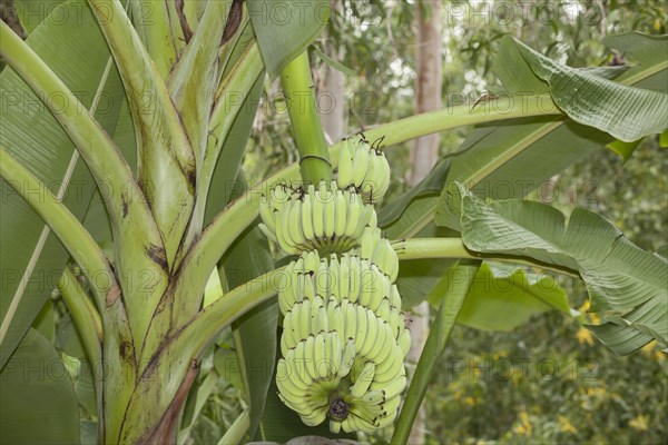 Bananas (Musa)