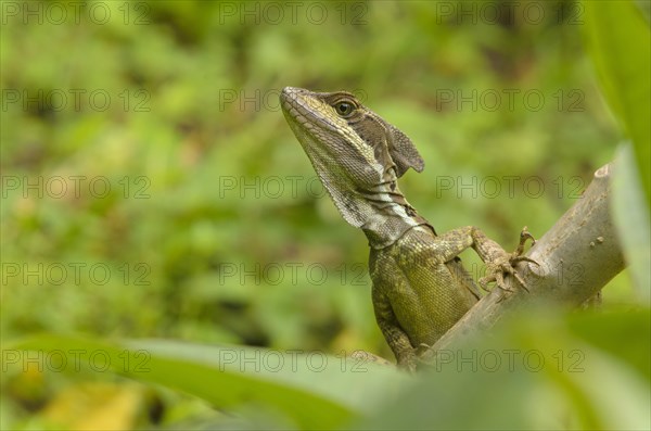 Basilisk Lizard (Basiliscus basiliscus)