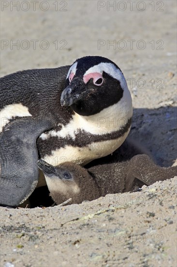 African Penguin (Spheniscus demersus)