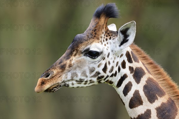 Rothschild's Giraffe (Giraffa camelopardalis rothschildi)