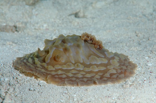 Sea Slug or Dorid Nudibranch (Asteronotus cespitosus)