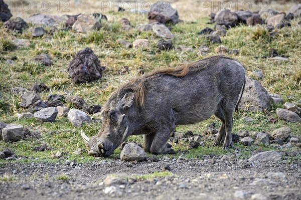 Warthog (Phacochoerus africanus)