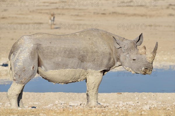 Black rhinoceros (Diceros bicornis)