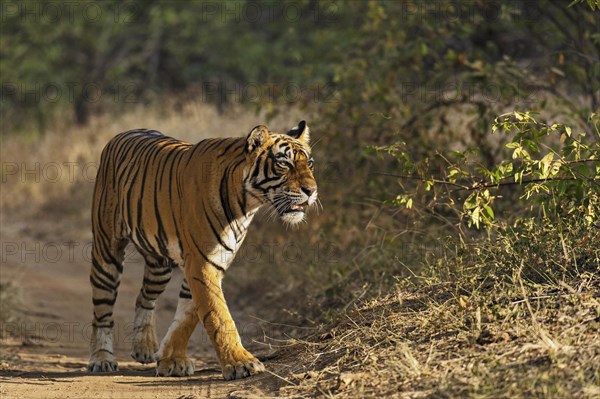 Wild tiger (Panthera tigris tigris) in dry forests