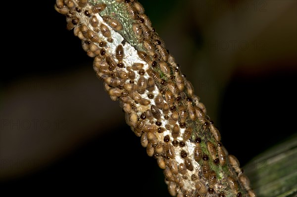 Rhinotermitidae termites (Rhinotermitidae)