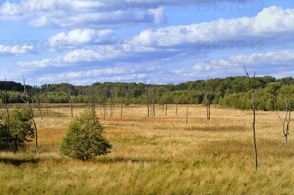 Wetlands of the Binnenmuritz inland lake