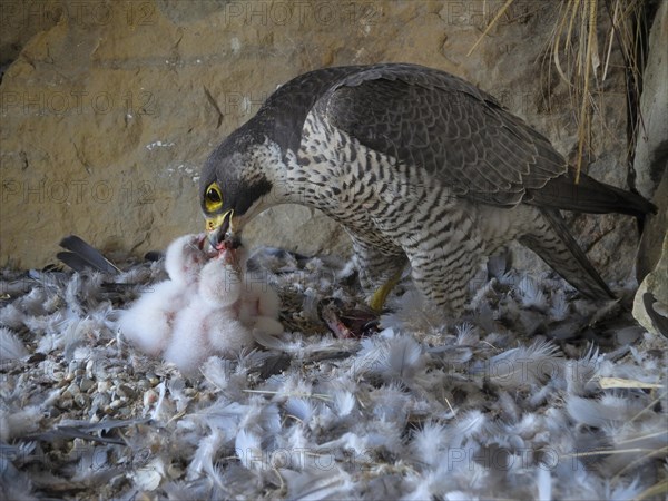 Peregrine Falcon (Falco peregrinus)