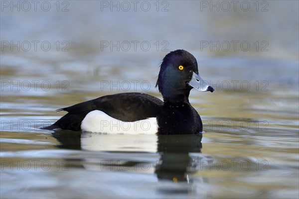 Tufted Duck (Aythya fuligula)