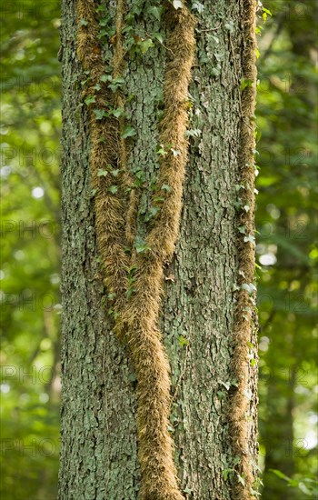 Adventitious roots of Ivy (Hedera helix) on a Pedunculate Oak (Quercus robur)