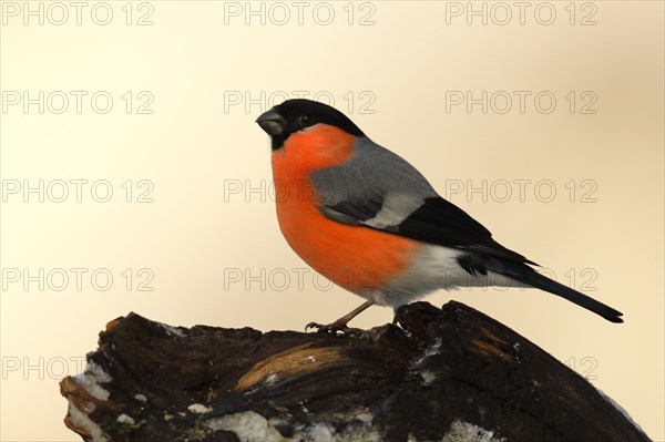 Eurasian bullfinch or (Pyrrhula pyrrhula)