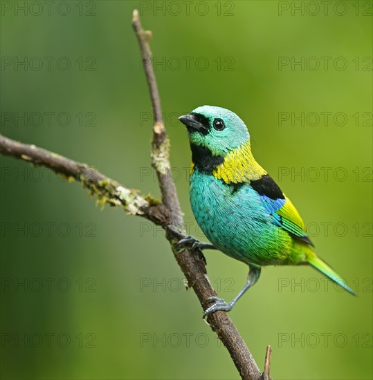 Three-coloured Tanager (Tangara seledon) sits on a branch