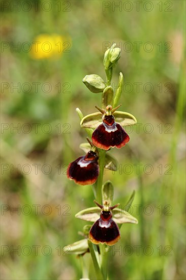 Early Spider Orchid (Ophrys sphegodes subsp. litigiosa)