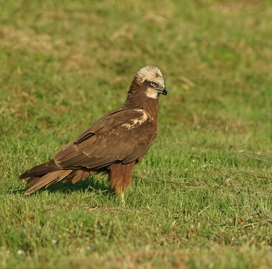 Western Marsh Harrier (Circus aeruginosus)