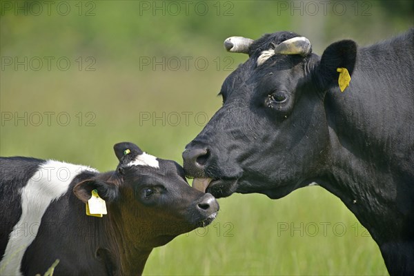 German black and white lowland cattle (Bos primigenius taurus)