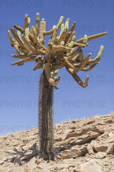 Candelabra Cactus (Browningia candelaris)