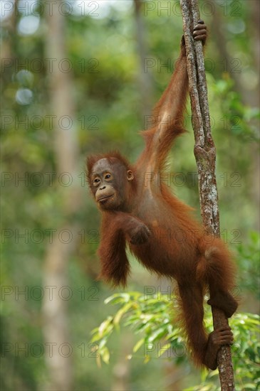 Bornean Orangutan (Pongo pygmaeus)