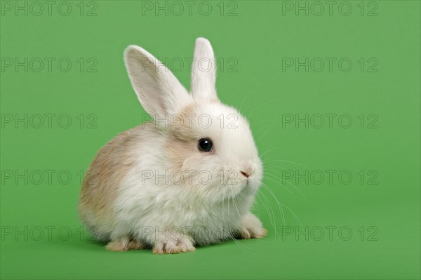 Dutch rabbit