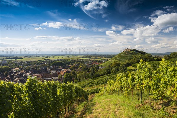 Vineyards and Staufen castle